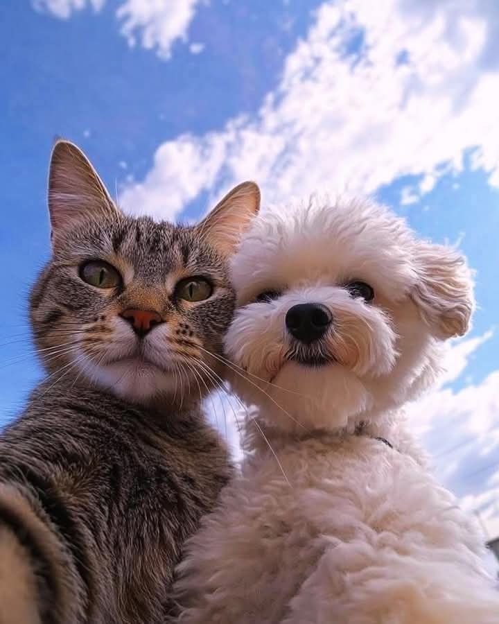 A tabby cat and a small white dog posing together under a blue sky