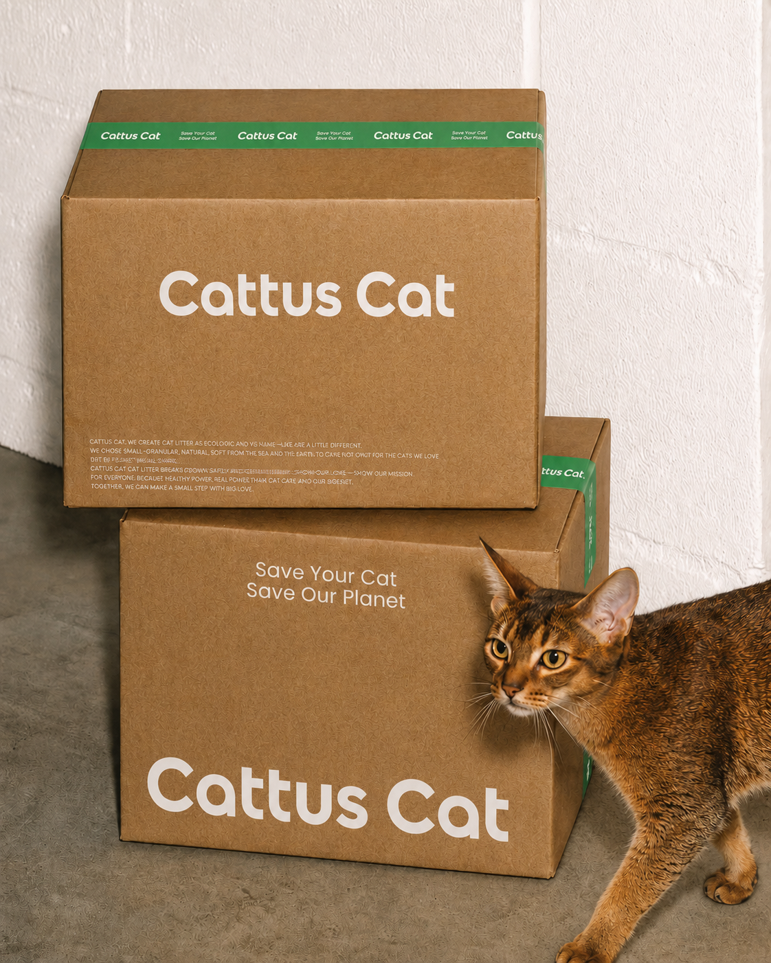 Cattus branded shipping boxes with an Abyssinian cat walking past