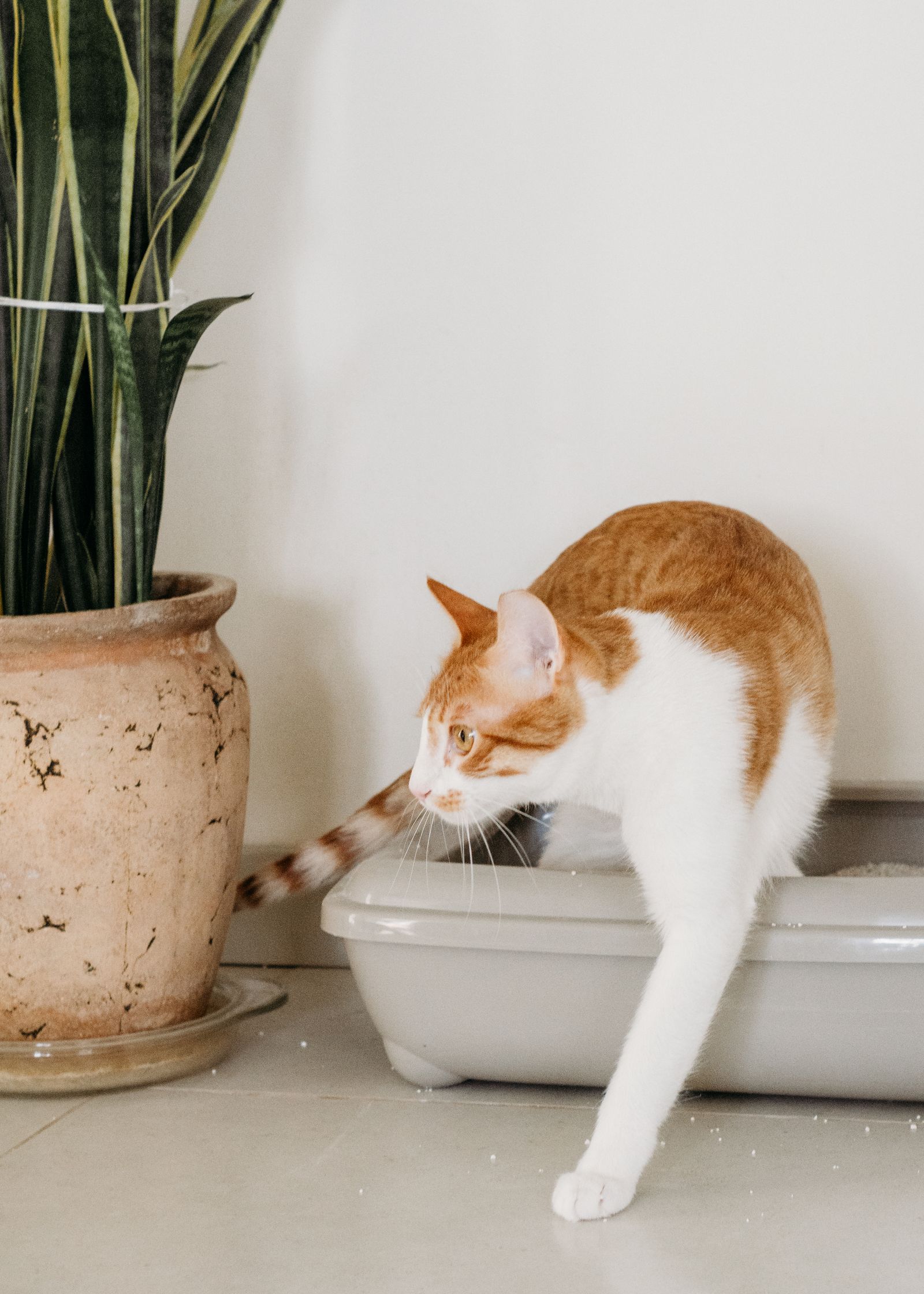 A cat stepping out of its litter box beside a potted plant at home