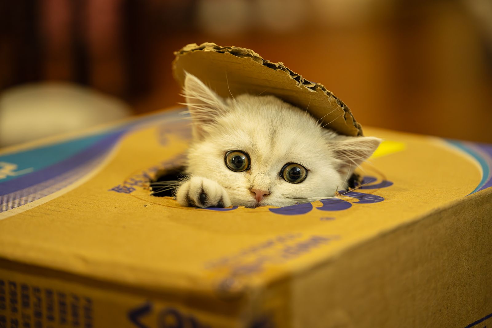 A curious young kitten peeking out of a cardboard box