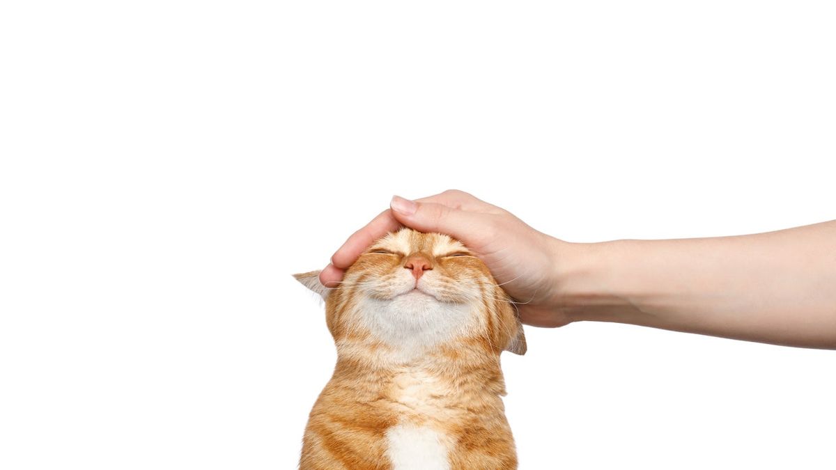 A contented ginger cat being gently petted