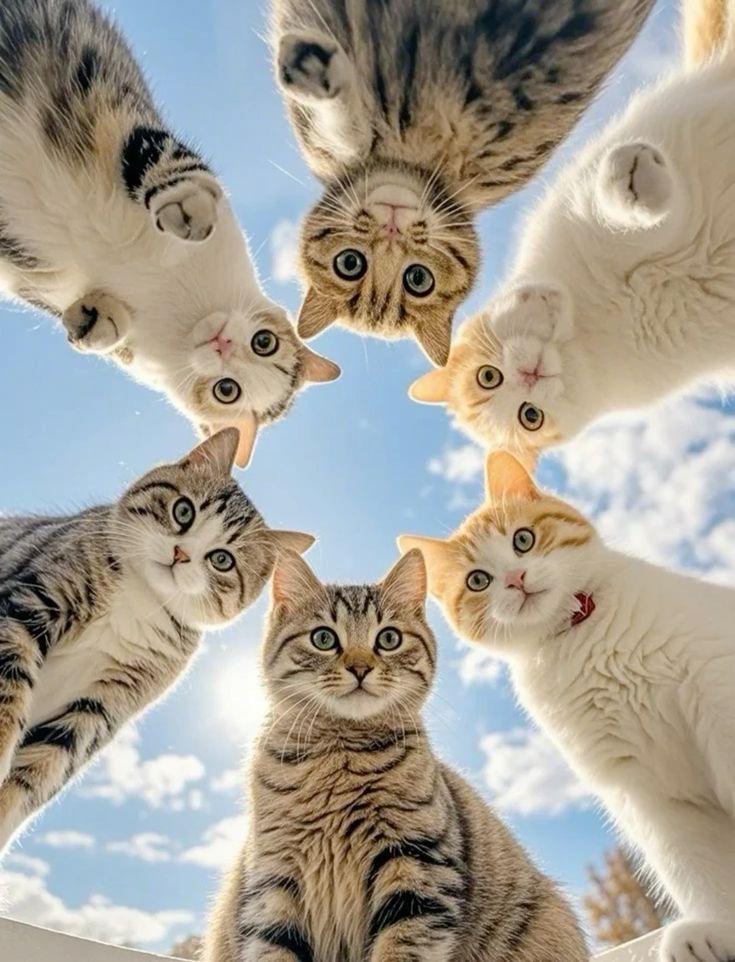 A circle of cats looking down at the camera against a blue sky