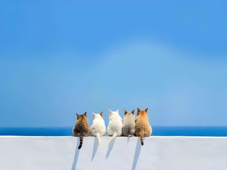 Five cats sitting on a white wall under a blue sky