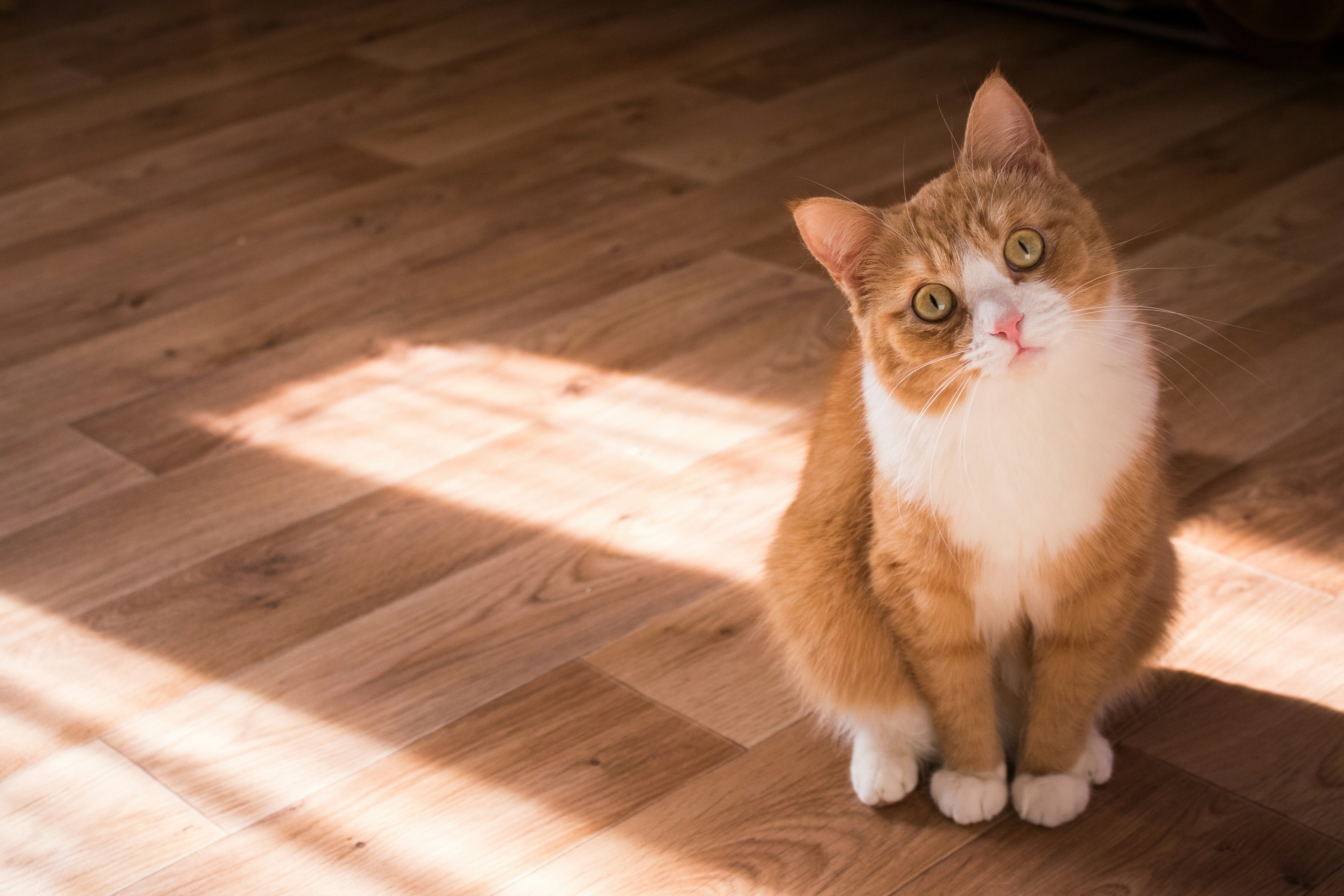 A ginger and white cat sitting attentively in a warm sunbeam on a wooden floor